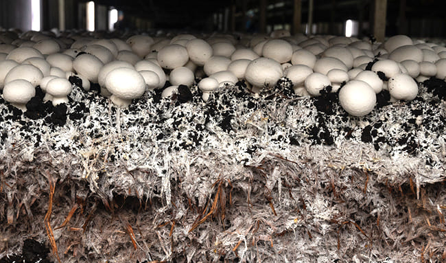 eurofungi grzybnia min